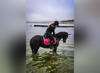 Pony tedesco, Giumenta, 8 Anni, 155 cm, Grigio ferro