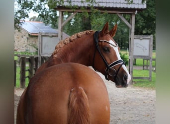 Pony tedesco, Giumenta, 8 Anni, 155 cm, Sauro