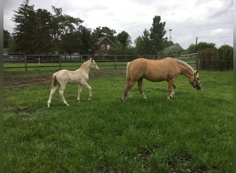 Pony tedesco, Giumenta, 9 Anni, 143 cm, Palomino