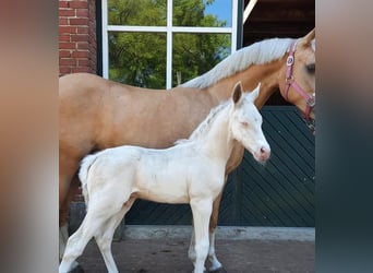 Pony tedesco, Giumenta, 9 Anni, 143 cm, Palomino