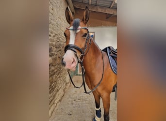 Pony tedesco, Giumenta, 9 Anni, 145 cm, Baio