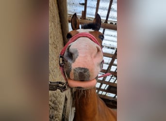 Pony tedesco, Giumenta, 9 Anni, 145 cm, Baio