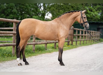 Pony tedesco, Giumenta, 9 Anni, 145 cm, Falbo