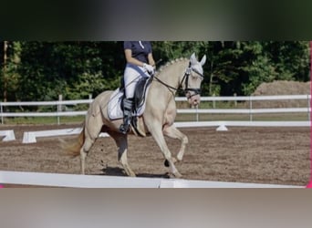 Pony tedesco, Giumenta, 9 Anni, 146 cm, Cremello