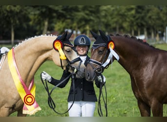 Pony tedesco, Giumenta, 9 Anni, 146 cm, Palomino