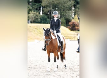 Pony tedesco, Giumenta, 9 Anni, 147 cm, Baio