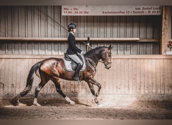 Pony tedesco, Giumenta, 9 Anni, 147 cm, Baio scuro