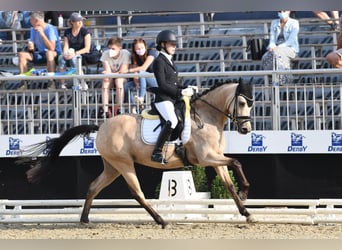 Pony tedesco, Giumenta, 9 Anni, 147 cm, Falbo