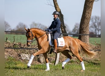 Pony tedesco, Giumenta, 9 Anni, 147 cm, Sauro