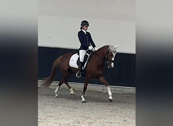 Pony tedesco, Giumenta, 9 Anni, 147 cm, Sauro