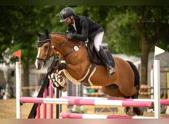 Pony tedesco, Giumenta, 9 Anni, 148 cm, Baio