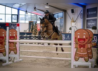 Pony tedesco, Giumenta, 9 Anni, 148 cm, Baio