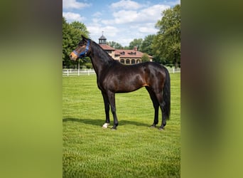 Pony tedesco, Giumenta, 9 Anni, 148 cm, Baio scuro