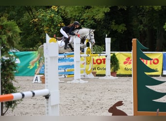 Pony tedesco, Giumenta, 9 Anni, 148 cm, Grigio