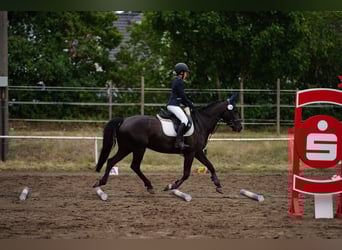 Pony tedesco, Giumenta, 9 Anni, 148 cm, Morello