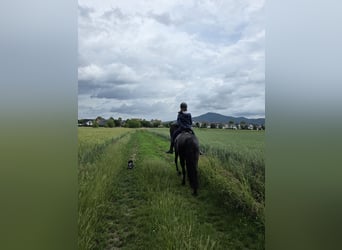 Pony tedesco, Giumenta, 9 Anni, 148 cm, Morello