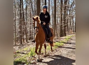 Pony tedesco Mix, Giumenta, 9 Anni, 152 cm, Sauro