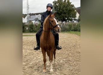 Pony tedesco Mix, Giumenta, 9 Anni, 152 cm, Sauro