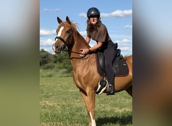 Pony tedesco Mix, Giumenta, 9 Anni, 152 cm, Sauro