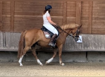Pony tedesco Mix, Giumenta, 9 Anni, 152 cm, Sauro