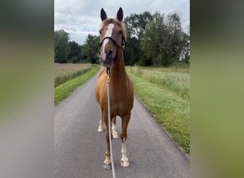Pony tedesco Mix, Giumenta, 9 Anni, 152 cm, Sauro
