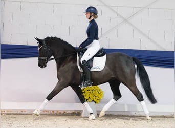 Pony tedesco, Giumenta, 9 Anni, 153 cm, Morello