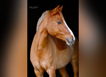 Pony tedesco, Giumenta, 9 Anni, 156 cm, Falbo