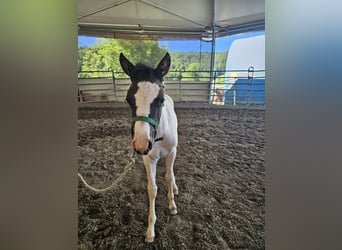 Pony tedesco Mix, Giumenta, Puledri (04/2025), 140 cm, Pezzato