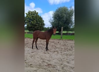 Pony tedesco, Giumenta, Puledri (04/2026), 145 cm, Baio