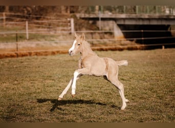Pony tedesco, Giumenta, Puledri (03/2026), 145 cm, Palomino