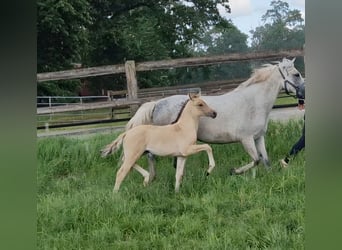 Pony tedesco, Giumenta, Puledri (04/2026), 146 cm, Falbo baio