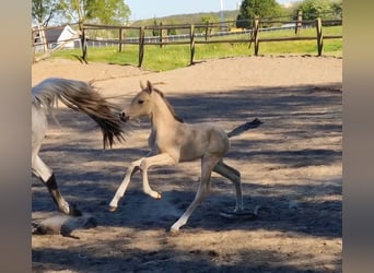 Pony tedesco, Giumenta, Puledri (04/2026), 146 cm, Falbo baio