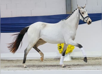 Pony tedesco, Giumenta, Puledri (04/2025), 147 cm, Falbo