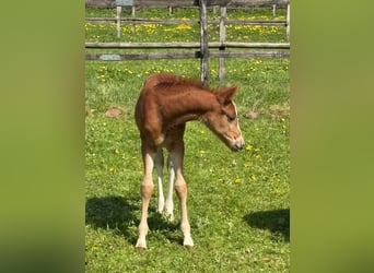 Pony tedesco, Giumenta, Puledri (04/2026), 147 cm, Sauro