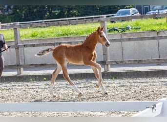 Pony tedesco, Giumenta, Puledri
 (04/2024), 148 cm, Baio