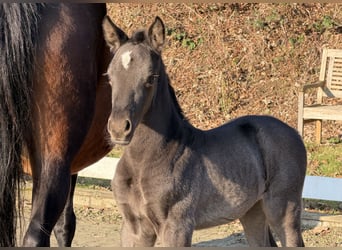 Pony tedesco, Giumenta, Puledri (02/2026), 148 cm