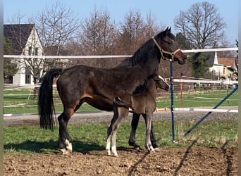 Pony tedesco, Giumenta, Puledri
 (03/2024), 148 cm