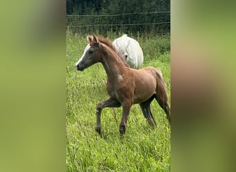 Pony tedesco, Giumenta, Puledri
 (05/2024), 148 cm, Falbo baio