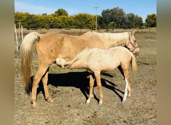 Pony tedesco, Giumenta, Puledri (05/2026), 148 cm, Palomino