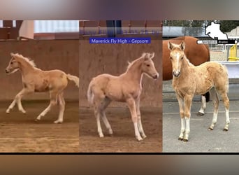 Pony tedesco, Giumenta, Puledri (03/2026), 148 cm, Palomino