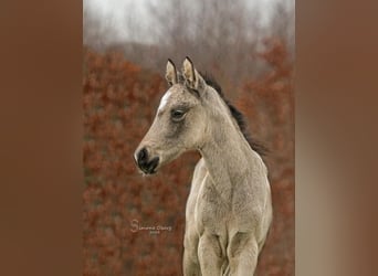 Pony tedesco, Giumenta, Puledri
 (02/2024), 148 cm, Pelle di daino