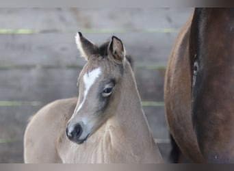 Pony tedesco, Giumenta, Puledri
 (03/2023), 148 cm, Pelle di daino