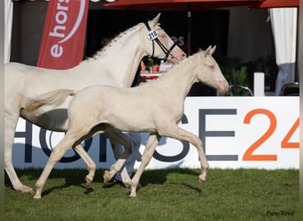 Pony tedesco, Giumenta, Puledri
 (03/2023), 148 cm, Perlino