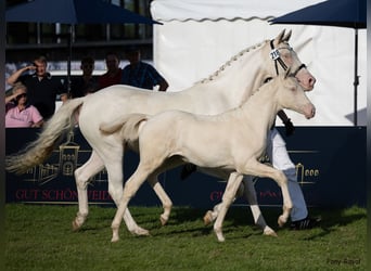 Pony tedesco, Giumenta, Puledri
 (03/2023), 148 cm, Perlino