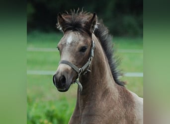 Pony tedesco, Giumenta, Puledri (06/2026), 150 cm, Pelle di daino
