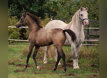 Pony tedesco, Giumenta, Puledri (06/2026), 150 cm, Pelle di daino