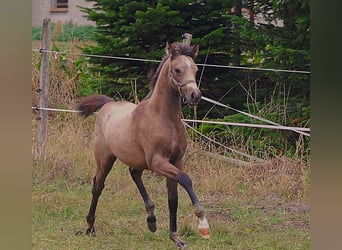 Pony tedesco, Giumenta, Puledri (06/2026), 150 cm, Pelle di daino
