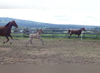 Pony tedesco, Giumenta, , 150 cm, Pelle di daino