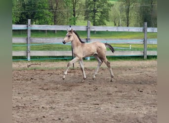 Pony tedesco, Giumenta, , 150 cm, Pelle di daino