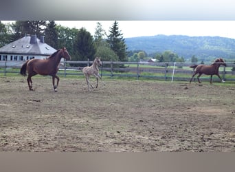 Pony tedesco, Giumenta, , 150 cm, Pelle di daino